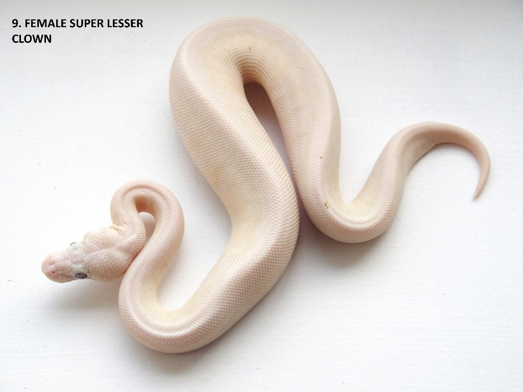 Koningspythons nakweek 2026 Ball Python photo 9