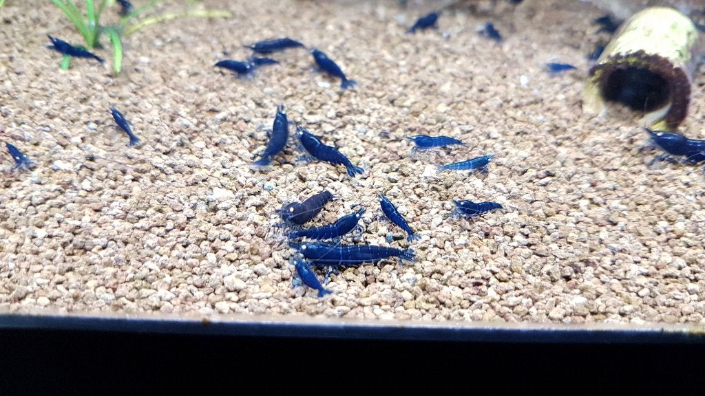Royal Blue Tiger garnalen orange eye, Kreeft, Krab of Garnaal, Zoetwatervis, Schoolvis
