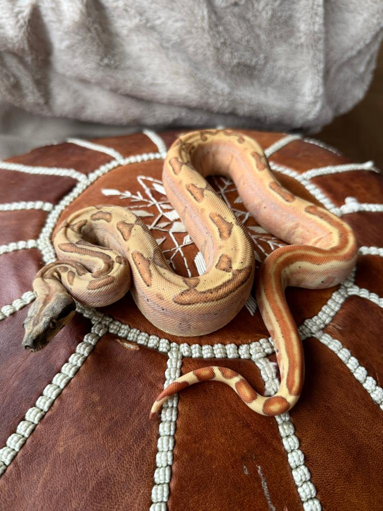 Boa 1.0 Hypo IMG Labyrinth het Anery 66%het VPI 2025 Boa Constrictor - male for sale from Qmi