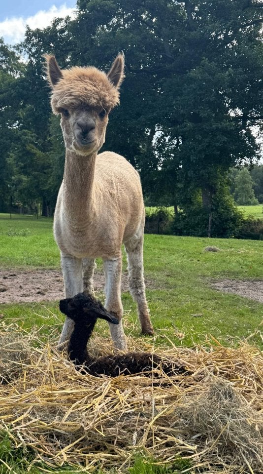 Alpaca Merrie, Dieren en Toebehoren, Overige Dieren, Juli, Vrouwelijk