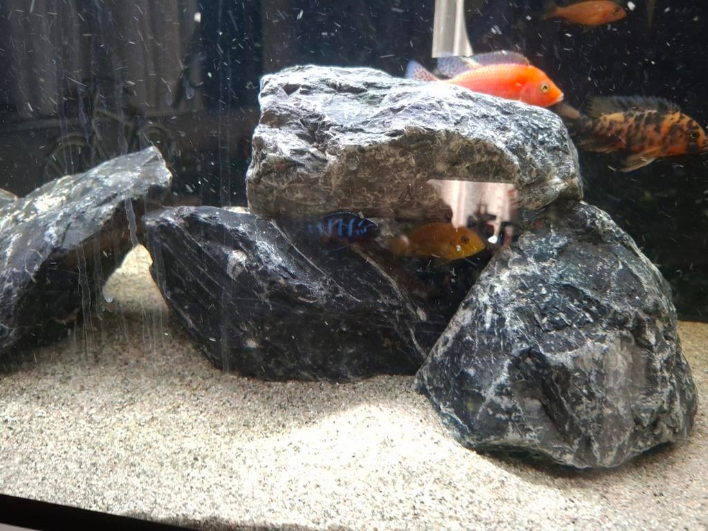 Mooi bestand cichliden en pleco L-nummers, Dieren en Toebehoren, Vissen | Aquariumvissen, Vis