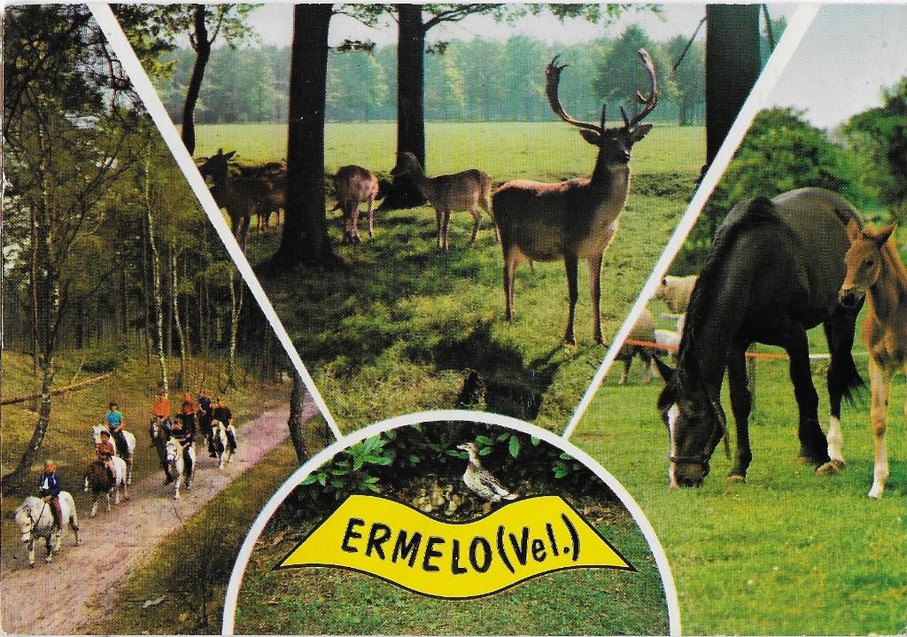 Ermelo gelopen ansichtkaart ( 1395 ), Ophalen of Verzenden, 1980 tot heden, Gelderland