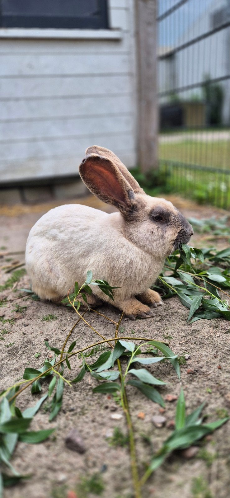 Blue sable duitse reus, Dieren en Toebehoren, Meerdere dieren, Groot