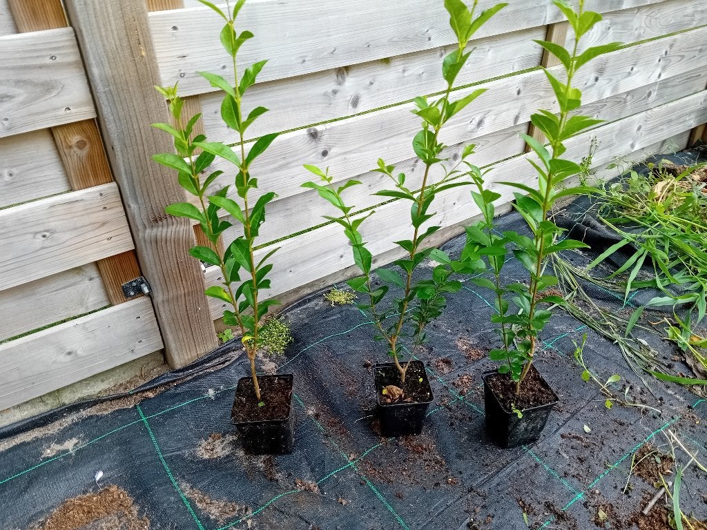 Ligustrum, Tuin en Terras, Ophalen, Liguster, Minder dan 100 cm