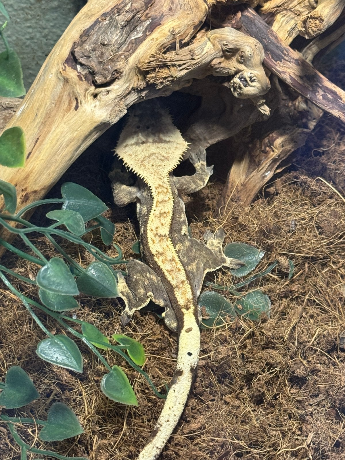 Wimpergekko man Harlequin (bewezen kweekman), Dieren en Toebehoren, Reptielen en Amfibieën, Hagedis, 3 tot 6 jaar