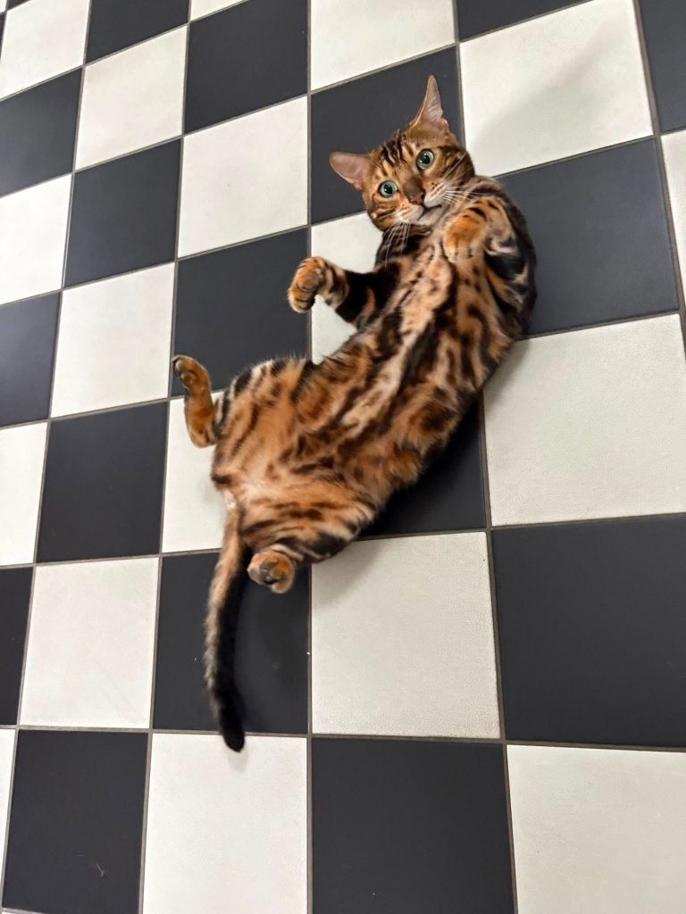 Nieuw baasje gezocht voor Kater Sam, Kater, Met stamboom, 6 jaar of ouder