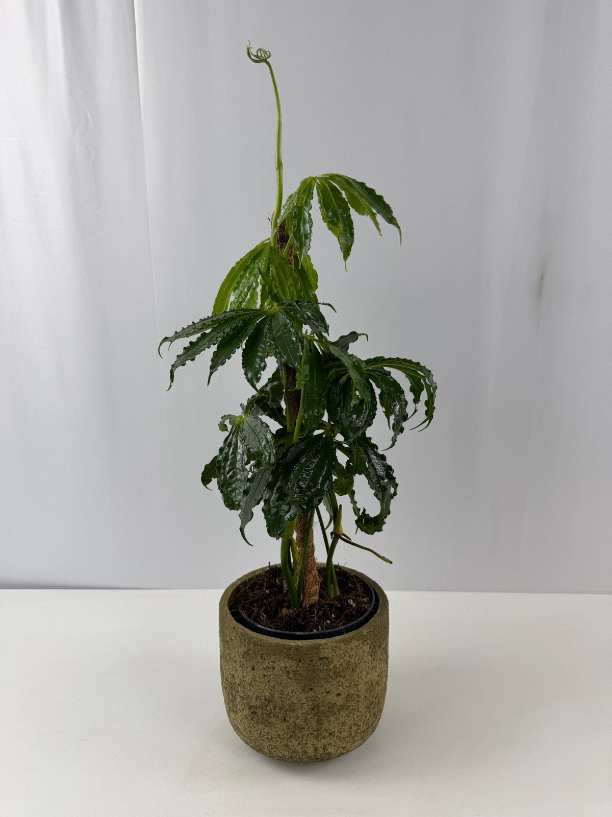 Anthurium polystichum - Unieke kamerplant in pot 13, Overige soorten, In pot, Minder dan 100 cm, Groene kamerplant