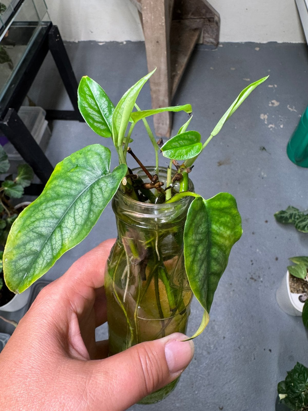 Monstera Siltepecana variegata reverted stekjes, Ophalen of Verzenden, Halfschaduw, Minder dan 100 cm