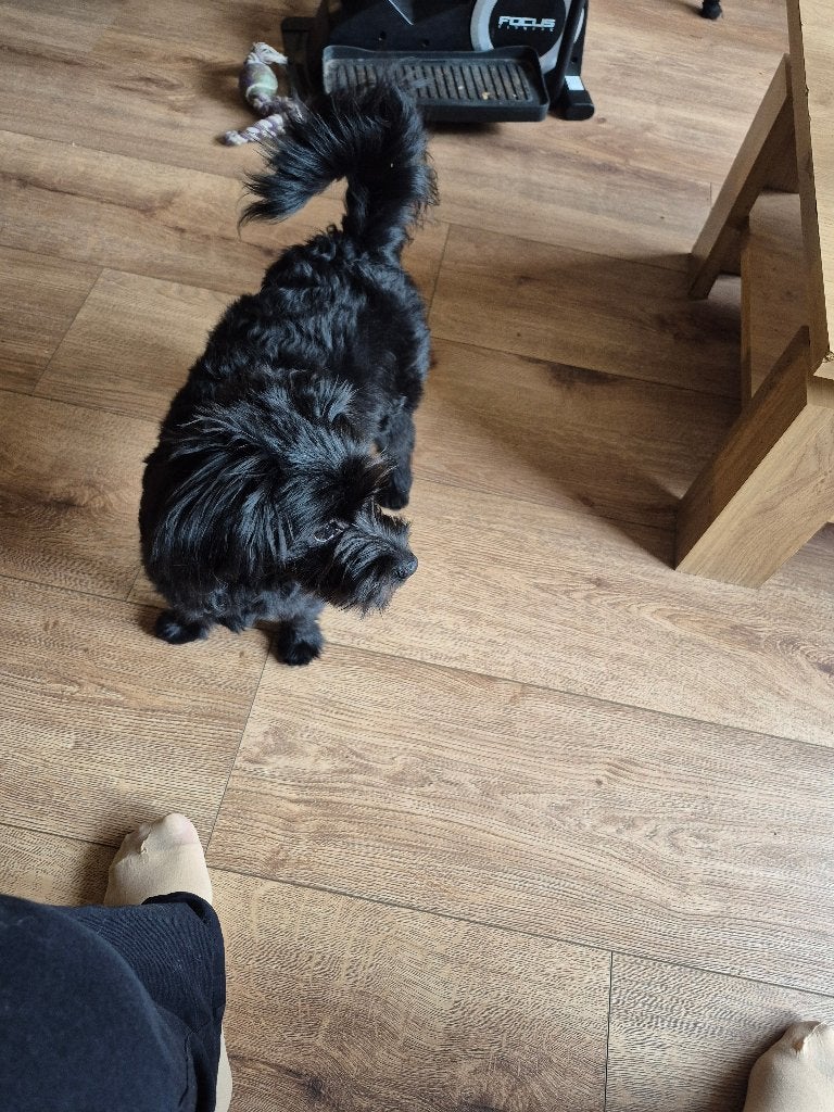 Boomer, Dieren en Toebehoren, 15 weken tot 1 jaar, Teef, Eén hond, Klein
