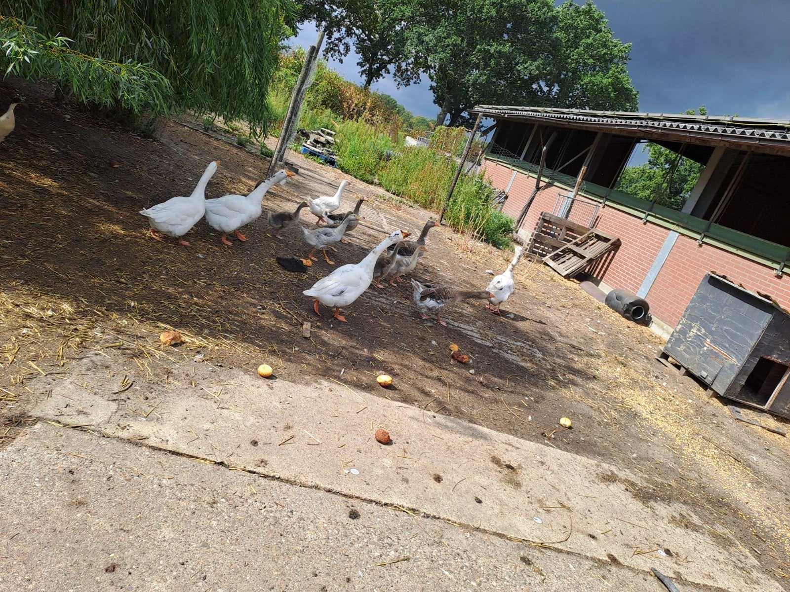jonge ganzen, Meerdere dieren, Gans of Zwaan