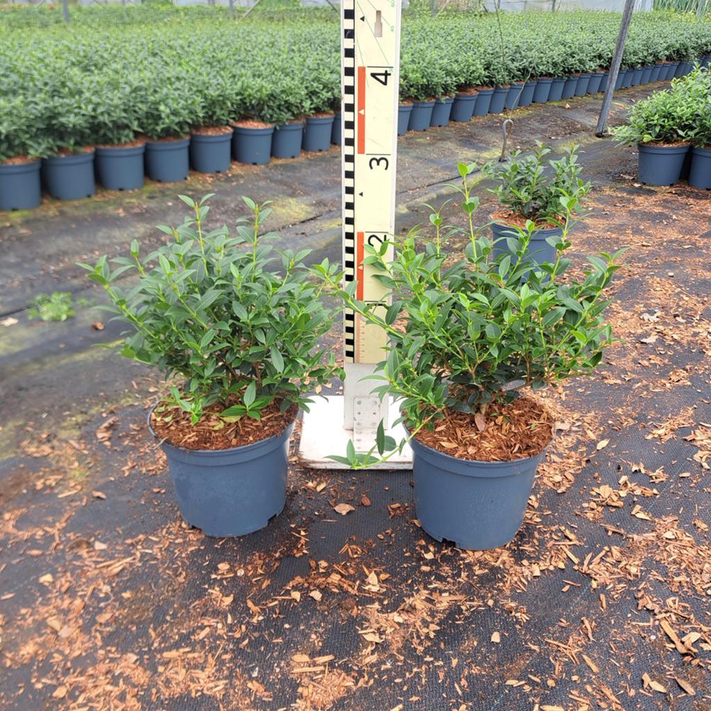 Osmanthus Burkwoodii 20/40 bossig - Geurende Olijfheester, Tuin en Terras, Planten | Tuinplanten, Vaste plant, Halfschaduw, Lente