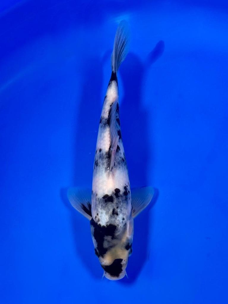 HQ Shiro Utsui 25-30cm Kawakami Japanse koi, Karper of Koi