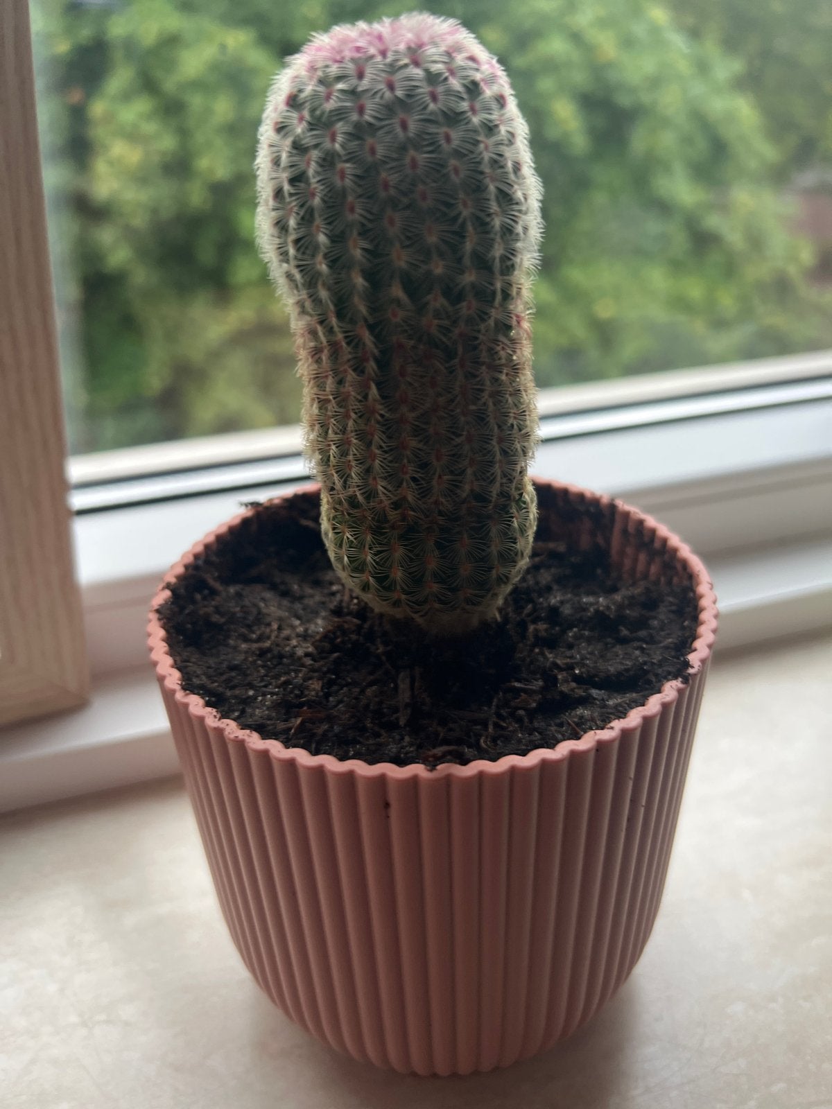 Kleine Cactus in Roze Pot - Ideaal voor Vensterbank, Ophalen, Halfschaduw, Minder dan 100 cm, Groene kamerplant