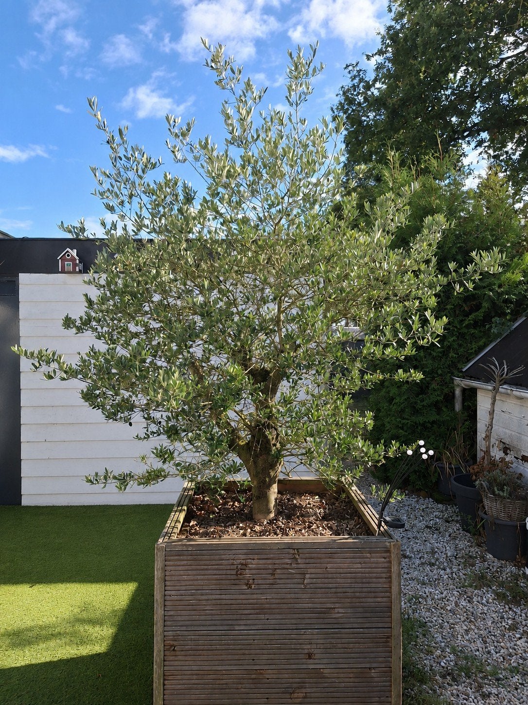 Grote olijfboom, ca. 2 meter hoog (gemeten vanaf de bak), Tuin en Terras, Planten | Bomen, Volle zon, Bloeit niet, Ophalen of Verzenden