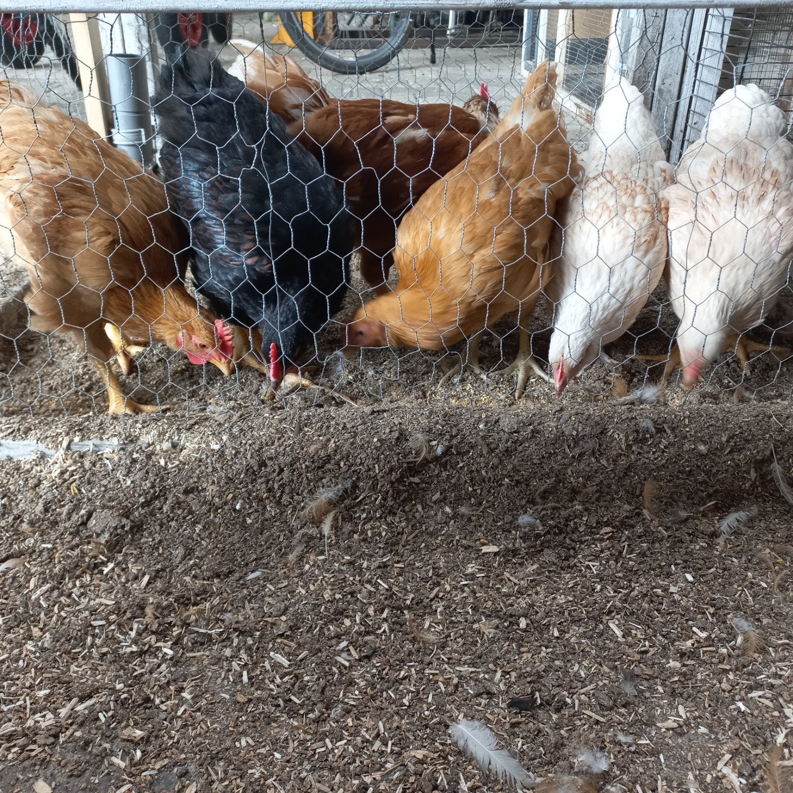 Golden Comet Legkippen,hennen en hanen 9 weken oud, Dieren en Toebehoren, Pluimvee, Meerdere dieren, Kip