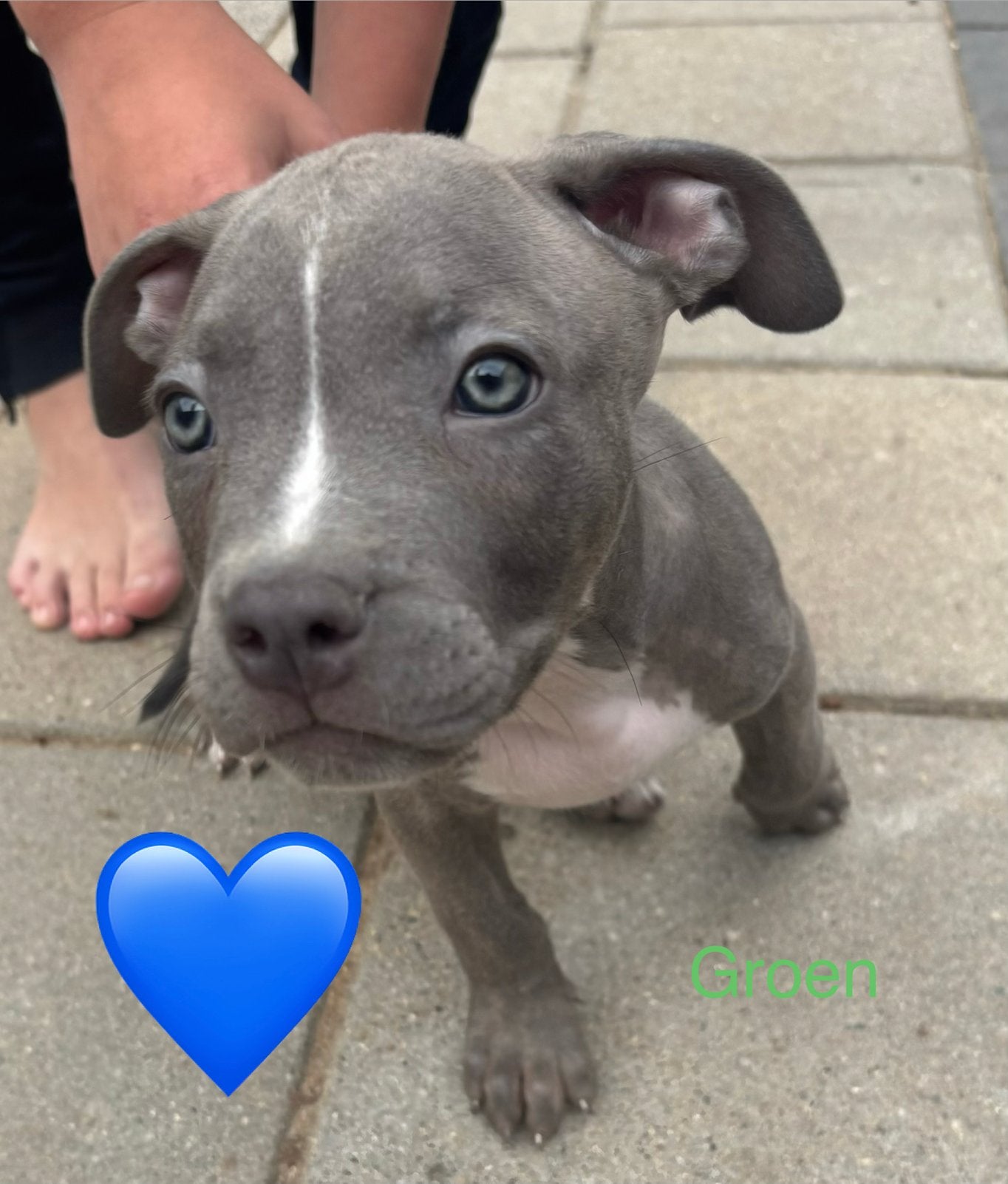 Puppies 10 weken oud! Mogen verhuizen!, 8 tot 15 weken, Groot, Meerdere, Meerdere dieren