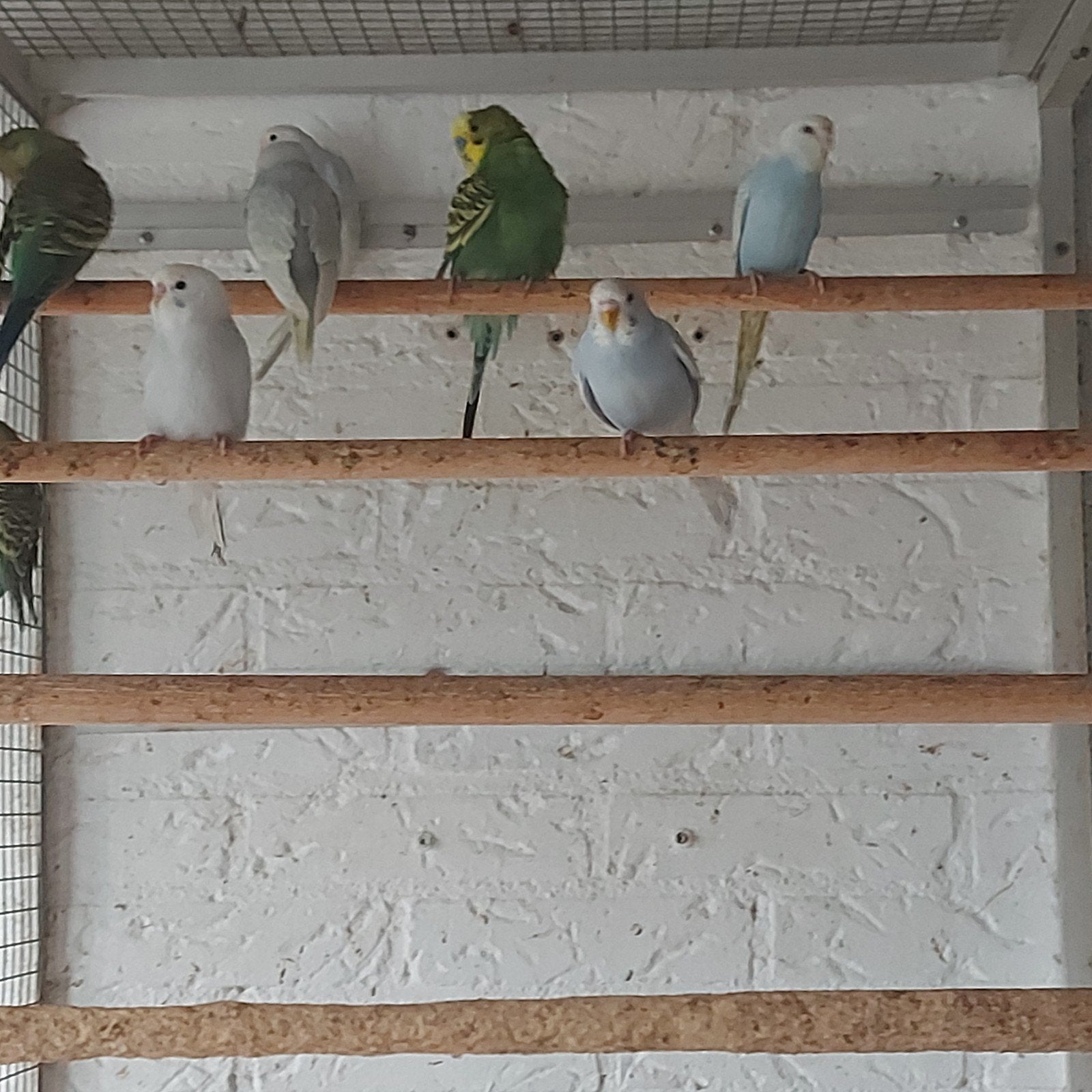 10 mooie grasparkietjes, Dieren en Toebehoren, Meerdere dieren, Parkiet, Geringd