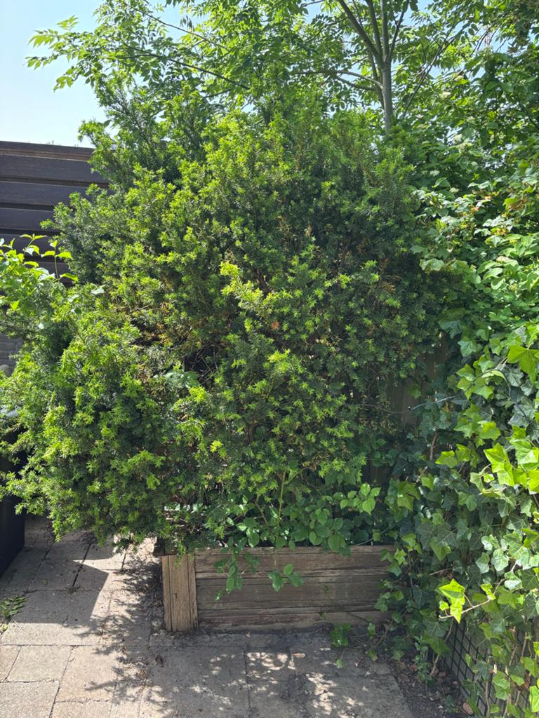 Groene Taxus Struik - meerdere stammen, Ophalen, Taxus