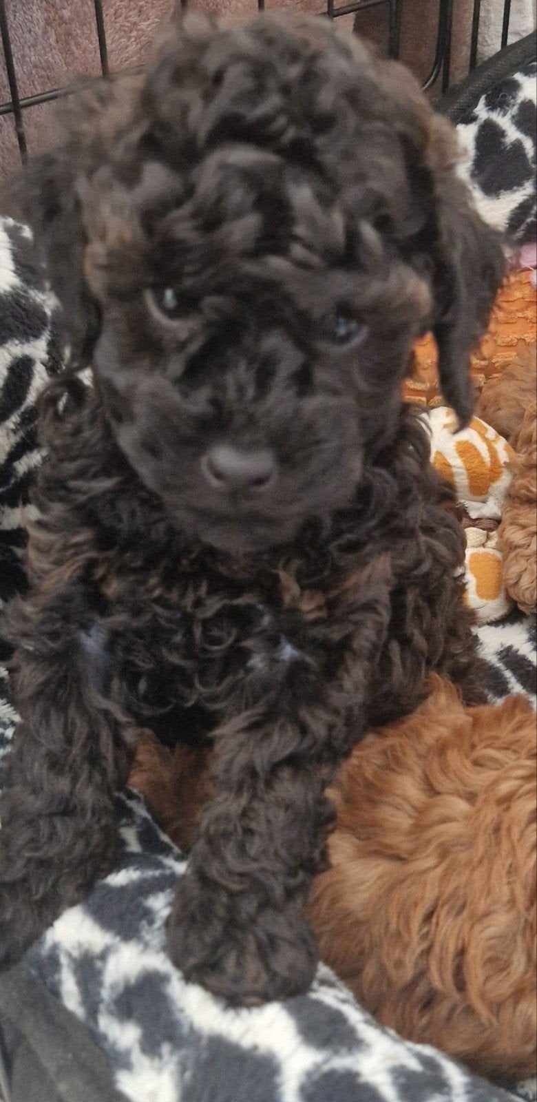 Toy poedel pupje Van Geteste Ouders, Poedel, Reu, 8 tot 15 weken, Eén hond