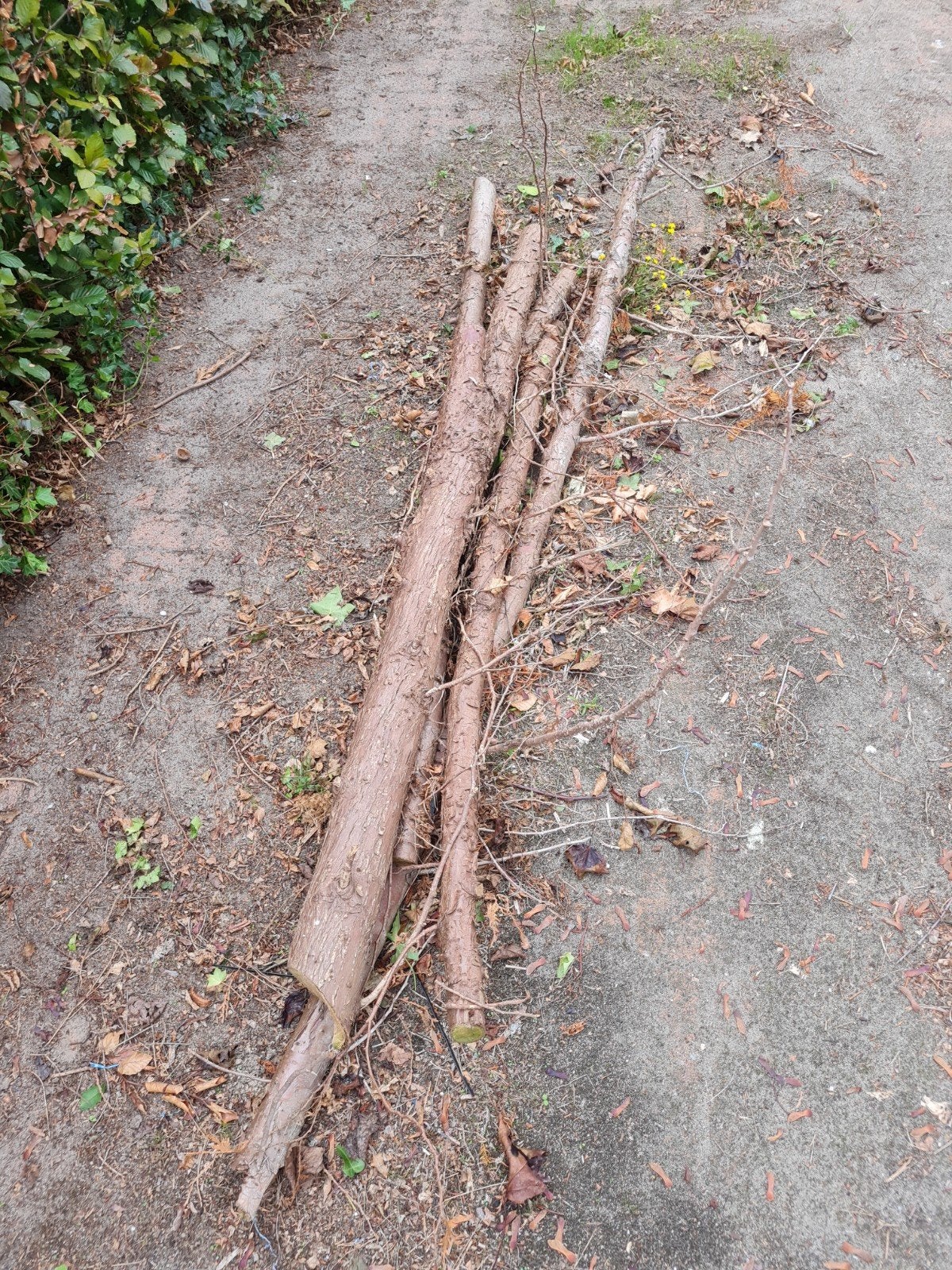 Gratis kachelhout: Stammen (0,4 m³), Tuin en Terras, Minder dan 3 m³, Ophalen, Overige houtsoorten, Stammen