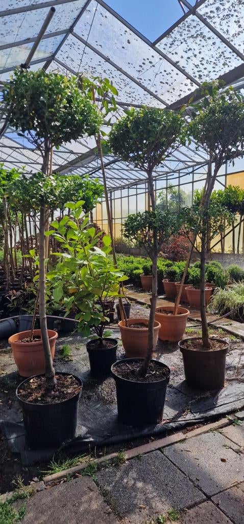 Prachtige Ilex bolletjes op stam - Groenblijvend, Ophalen