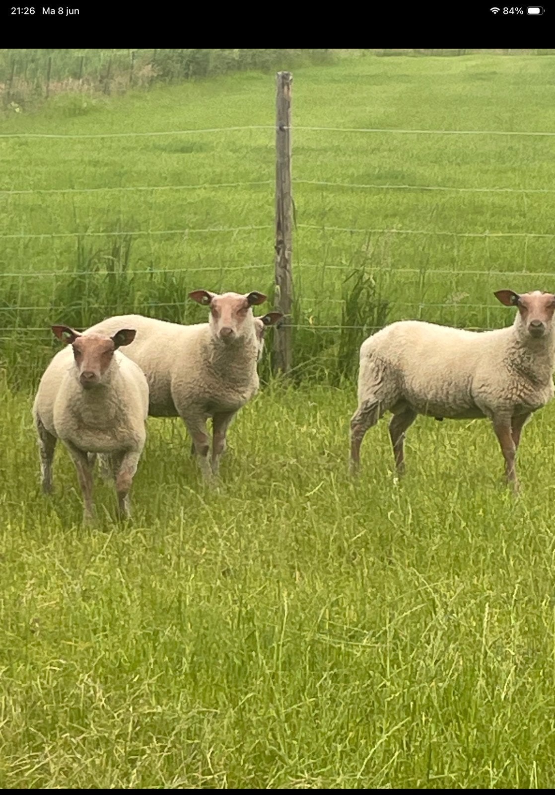 Rouge de l’ouest dekrammen zwoegervrij, Dieren en Toebehoren, Schapen, Geiten en Varkens, Mannelijk, Schaap