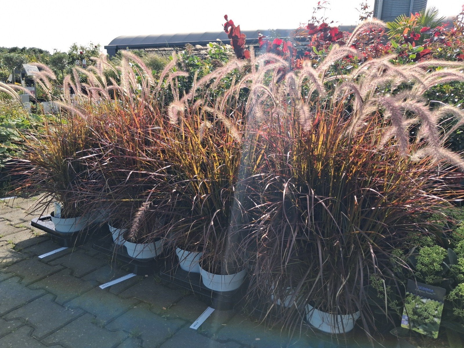 Pennisetum advena 'Rubrum Dwarf' - Lampenpoetsersgras, Volle zon, Vaste plant, Siergrassen, Ophalen of Verzenden