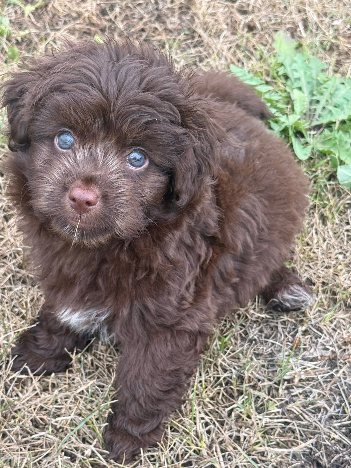 Maltipoo  Shih Tzu/Maltezer teefje, Dieren en Toebehoren, Honden | Niet-rashonden, 8 tot 15 weken, Teef, Parvo, Eén hond