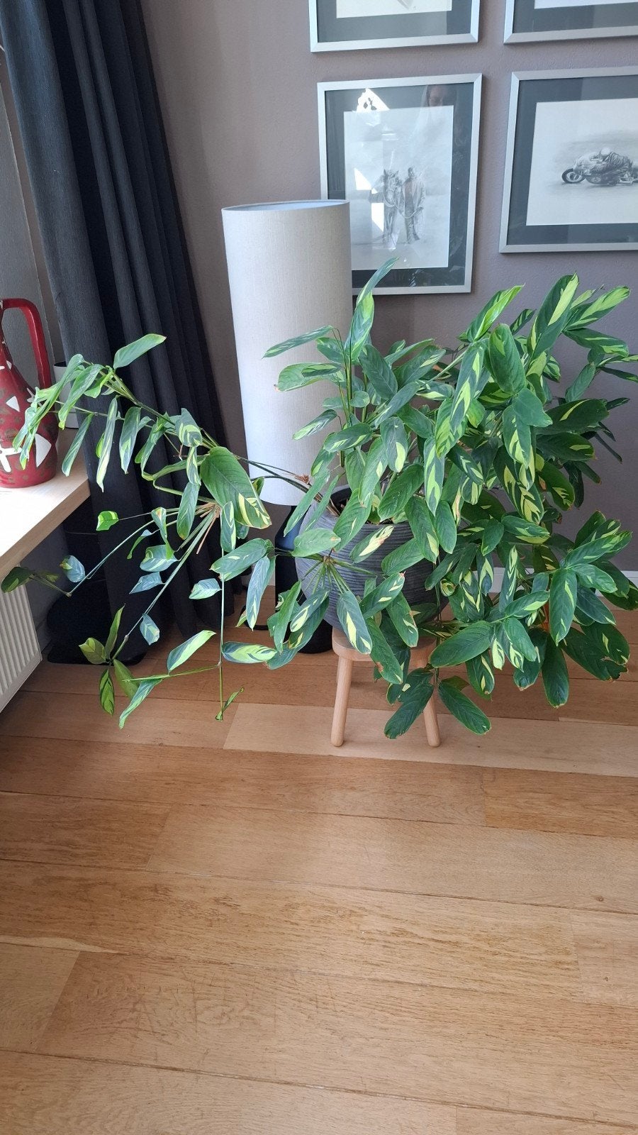 Grote Calathea plant., Ophalen, 100 tot 150 cm, Overige soorten, Halfschaduw
