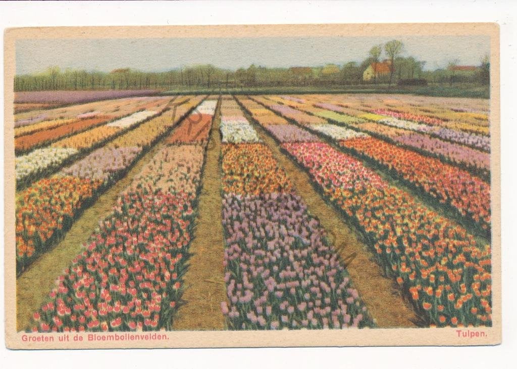 Bloembollenvelden - Tulpen [003-6089, Ophalen of Verzenden, 1920 tot 1940, Ongelopen, Zuid-Holland