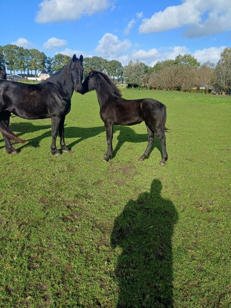 Fries merrieveulen, Dieren en Toebehoren, Merrie, Niet van toepassing, Minder dan 160 cm, 0 tot 2 jaar