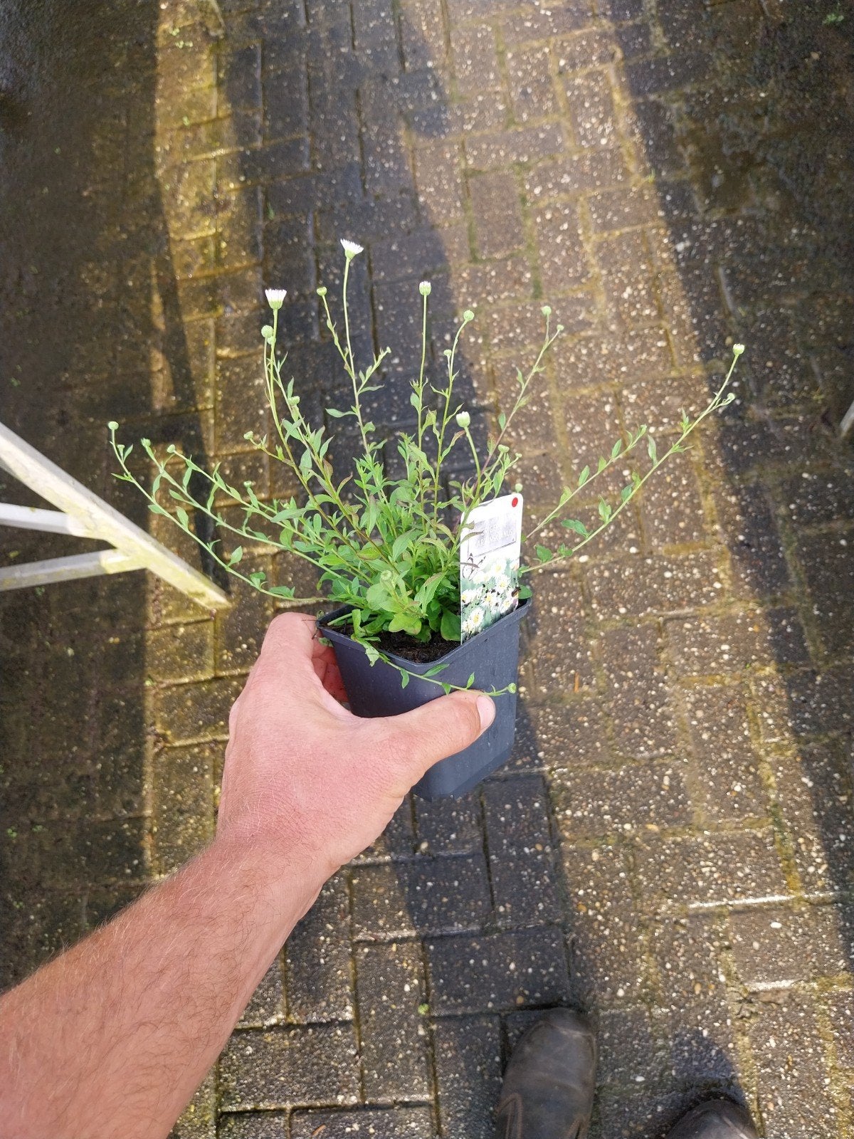 Erigeron karvinskianus - Mexicaanse Madeliefje, Ophalen, Bodembedekkers, Volle zon, Vaste plant