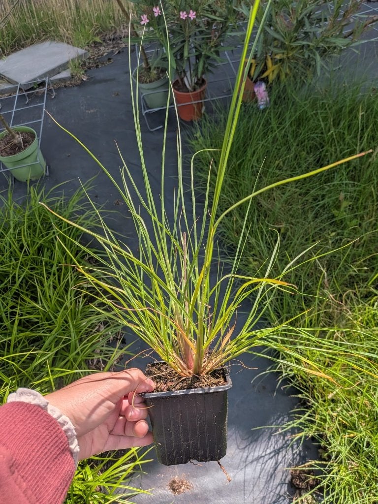 Pennisetum alopecuroides 'Hameln' P9, Tuin en Terras, Ophalen, Herfst, Siergrassen, Volle zon