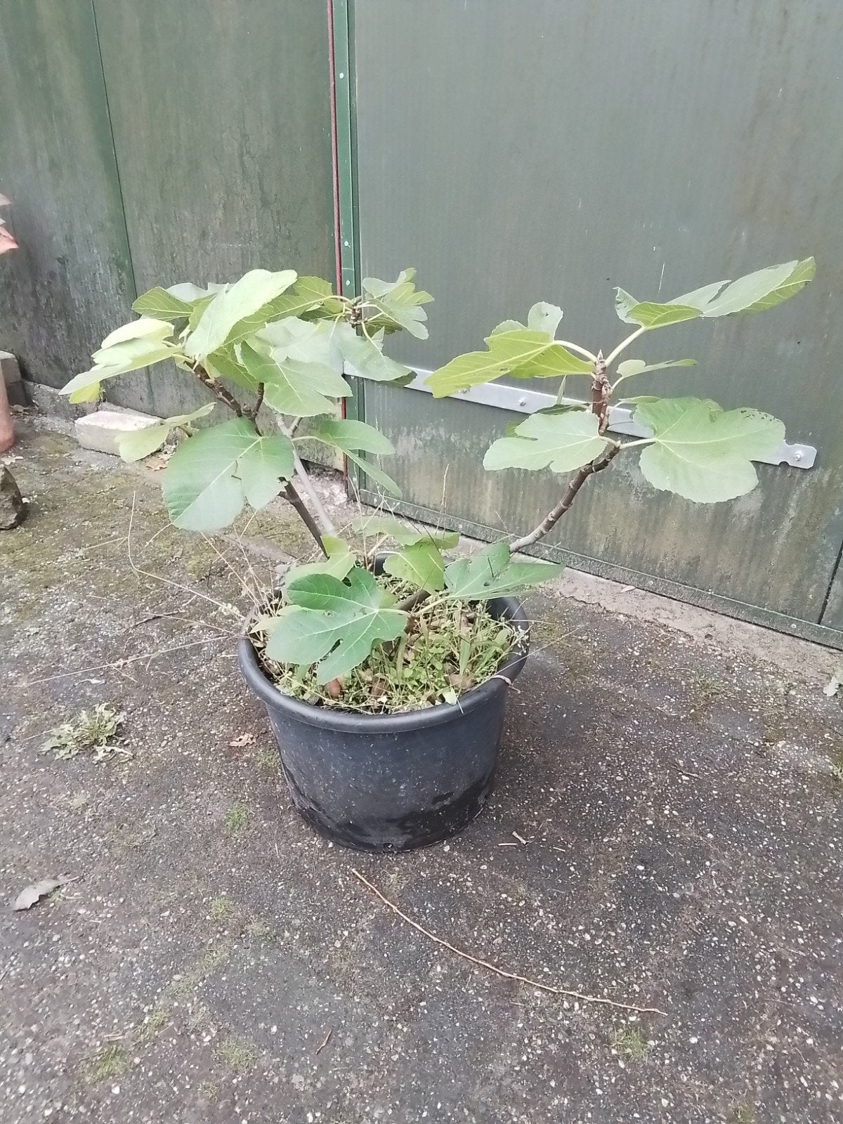 mooie vijgenboom ,ca 80 cm, Tuin en Terras, Ophalen of Verzenden, Minder dan 100 cm, Vijgenboom, Zomer