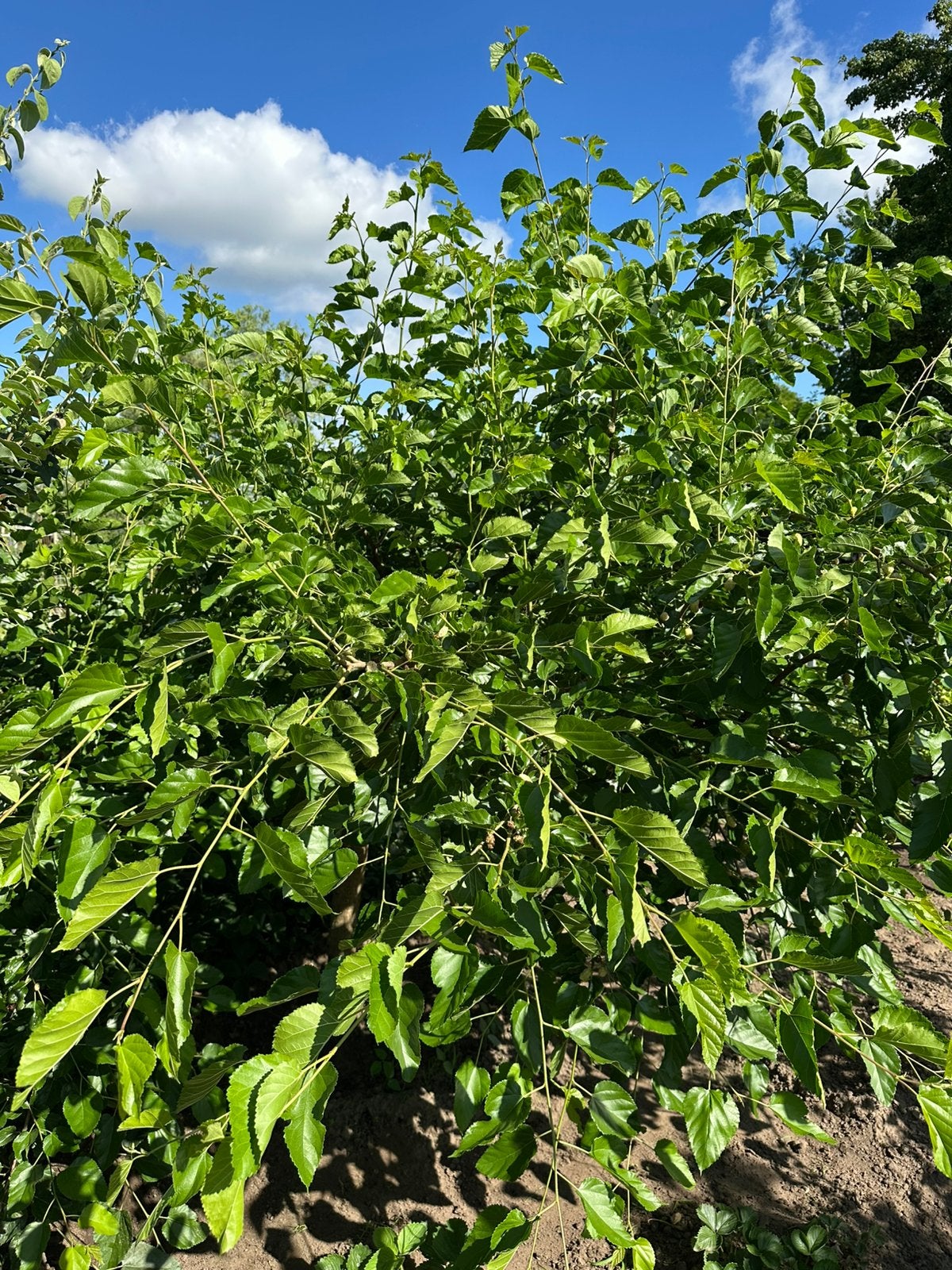 5 jarige Moerbeien boom,, Ophalen of Verzenden, Overige soorten, 100 tot 250 cm