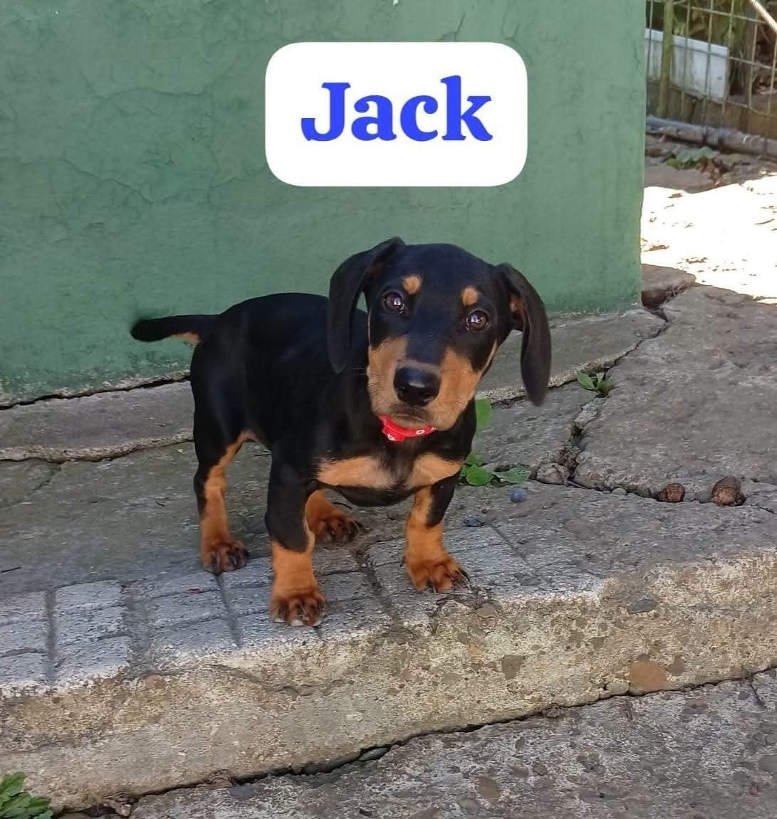 Jack teckel reutje pup, Kaninchen, Reu, 8 tot 15 weken, Korthaar
