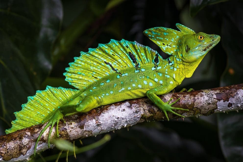 jonge Basiliscus  CB 2026, Dieren en Toebehoren, Hagedis, 0 tot 2 jaar