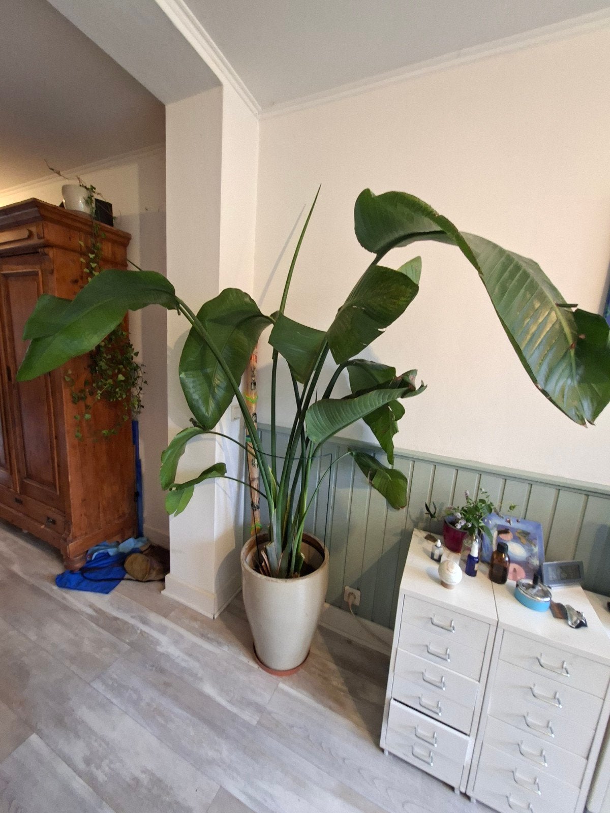 Strelitzia Nicola - Paradijsvogelplant- met pot - Enschede, Ophalen, Overige soorten, Halfschaduw, In pot