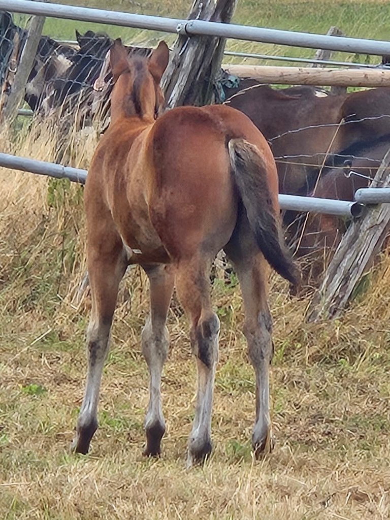Hengstenveulen, Hengst, Minder dan 160 cm, Gechipt, 0 tot 2 jaar