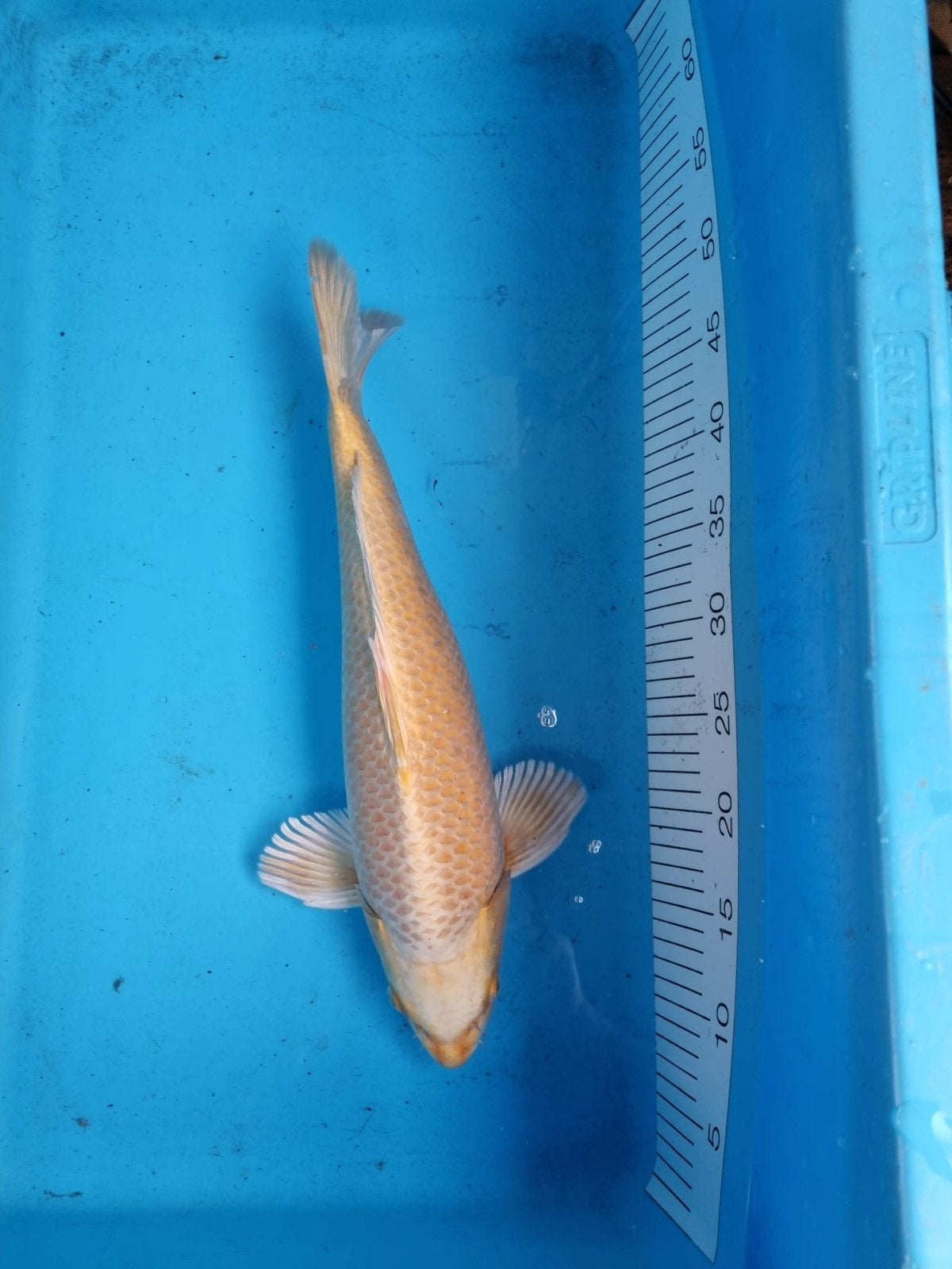 Te japanse koi (yamabuki) 44cm, Dieren en Toebehoren, Karper of Koi
