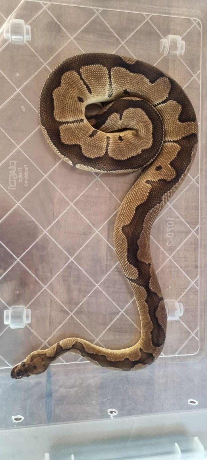 koningspython Ball Python - unknown for sale from Mark