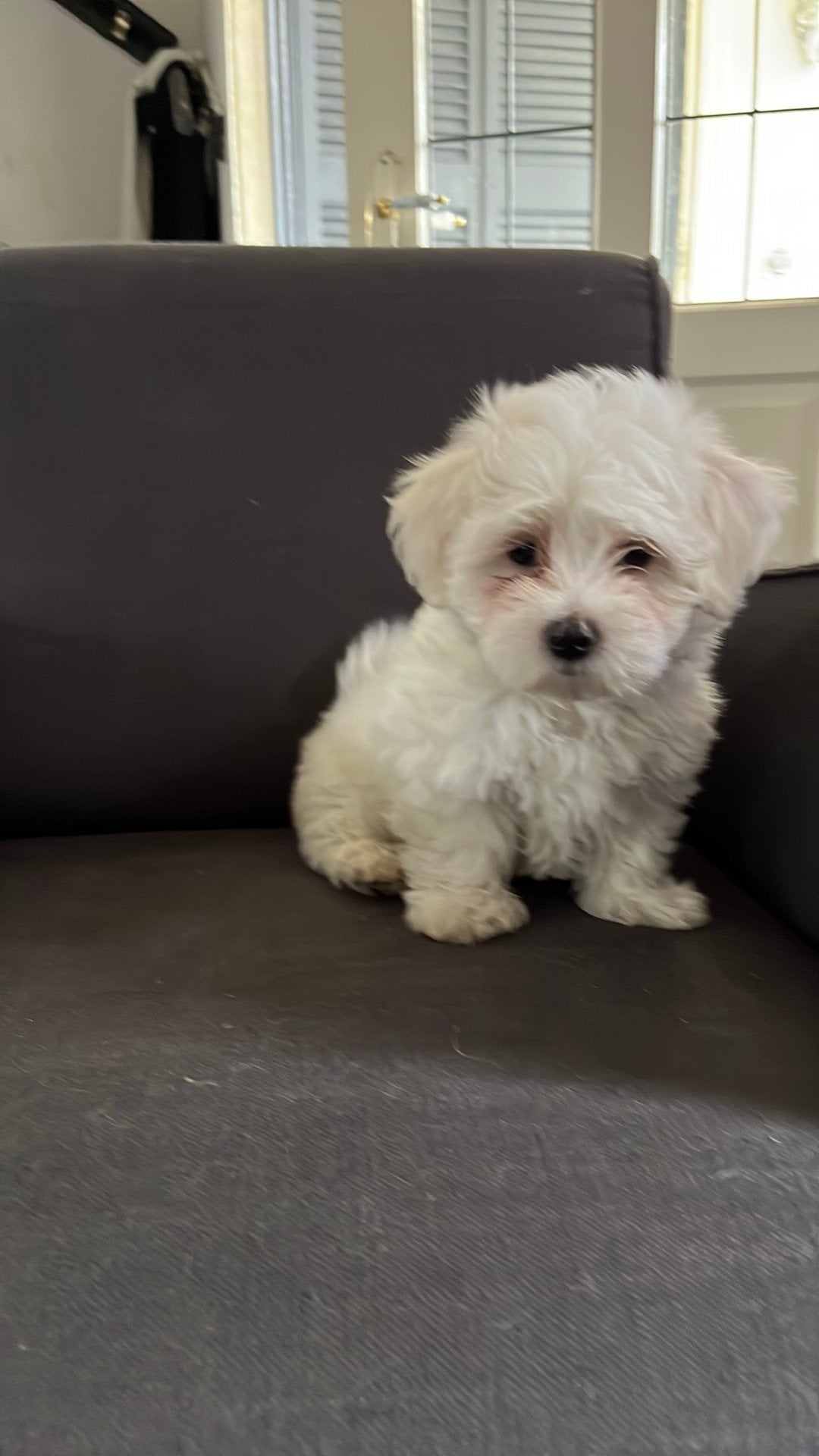 Raszuivere maltezerpups , opgegroeid samen met mama en papa, Dieren en Toebehoren, Maltezer, 8 tot 15 weken, Parvo, Meerdere
