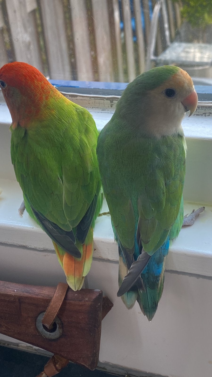 2  agapornissen koppel, Dieren en Toebehoren, Meerdere dieren, Dwergpapegaai of Agapornis