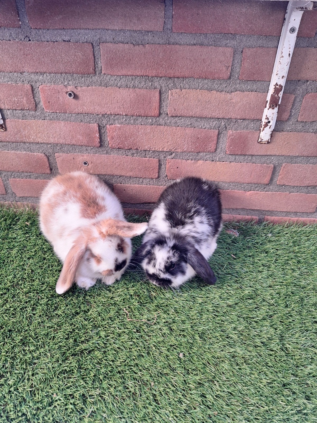 Te koop, rustig koppeltje dwerghangoor konijntjes hangoor, Dieren en Toebehoren, Meerdere dieren, Dwerg, Hangoor