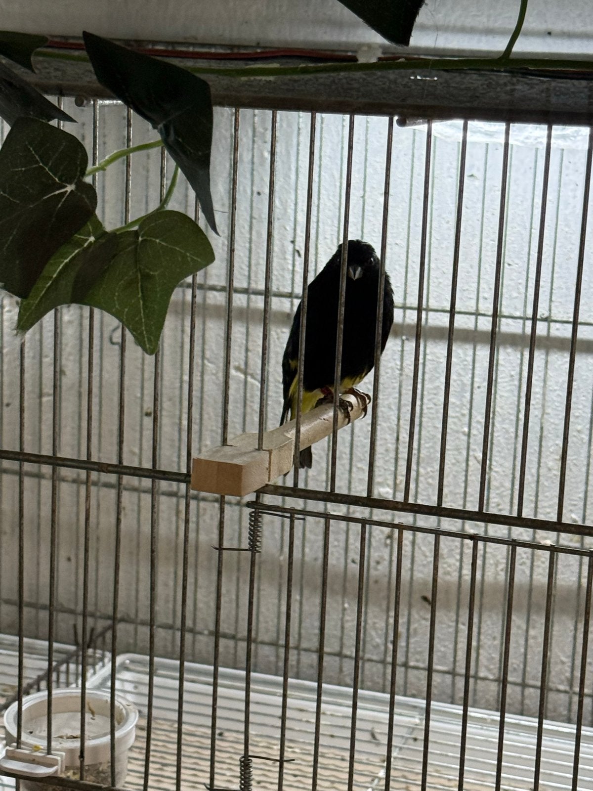 Zwarte sijs, Dieren en Toebehoren