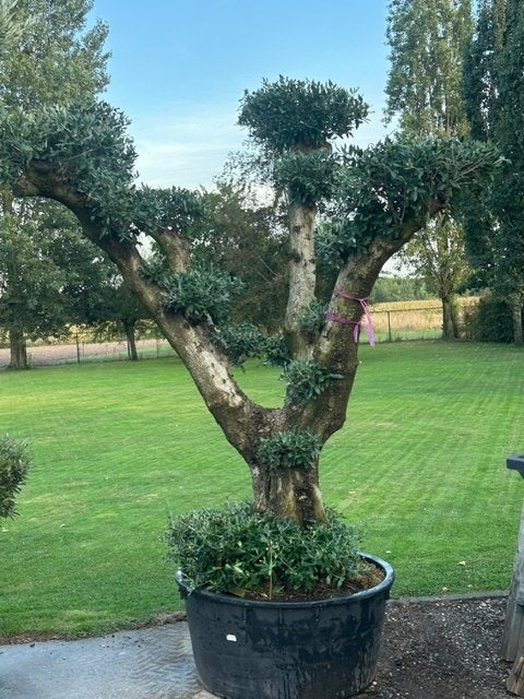 olijfbomen  pon pon, Volle zon, Ophalen of Verzenden, Lente, Olijfboom