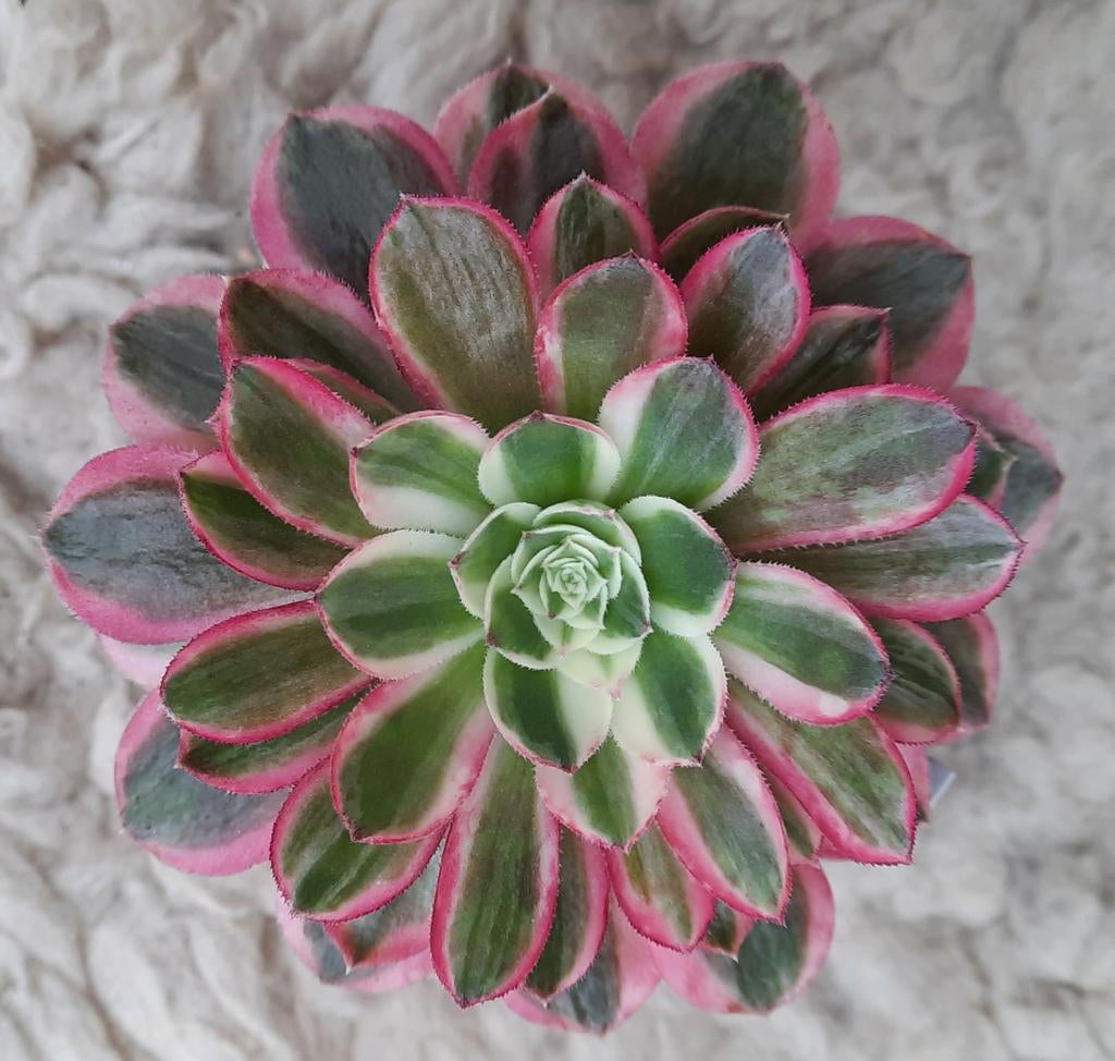 Aeonium Peach Blossom, Huis en Inrichting, Kamerplanten, Vetplant, Minder dan 100 cm, Groene kamerplant, Volle zon, Ophalen of Verzenden