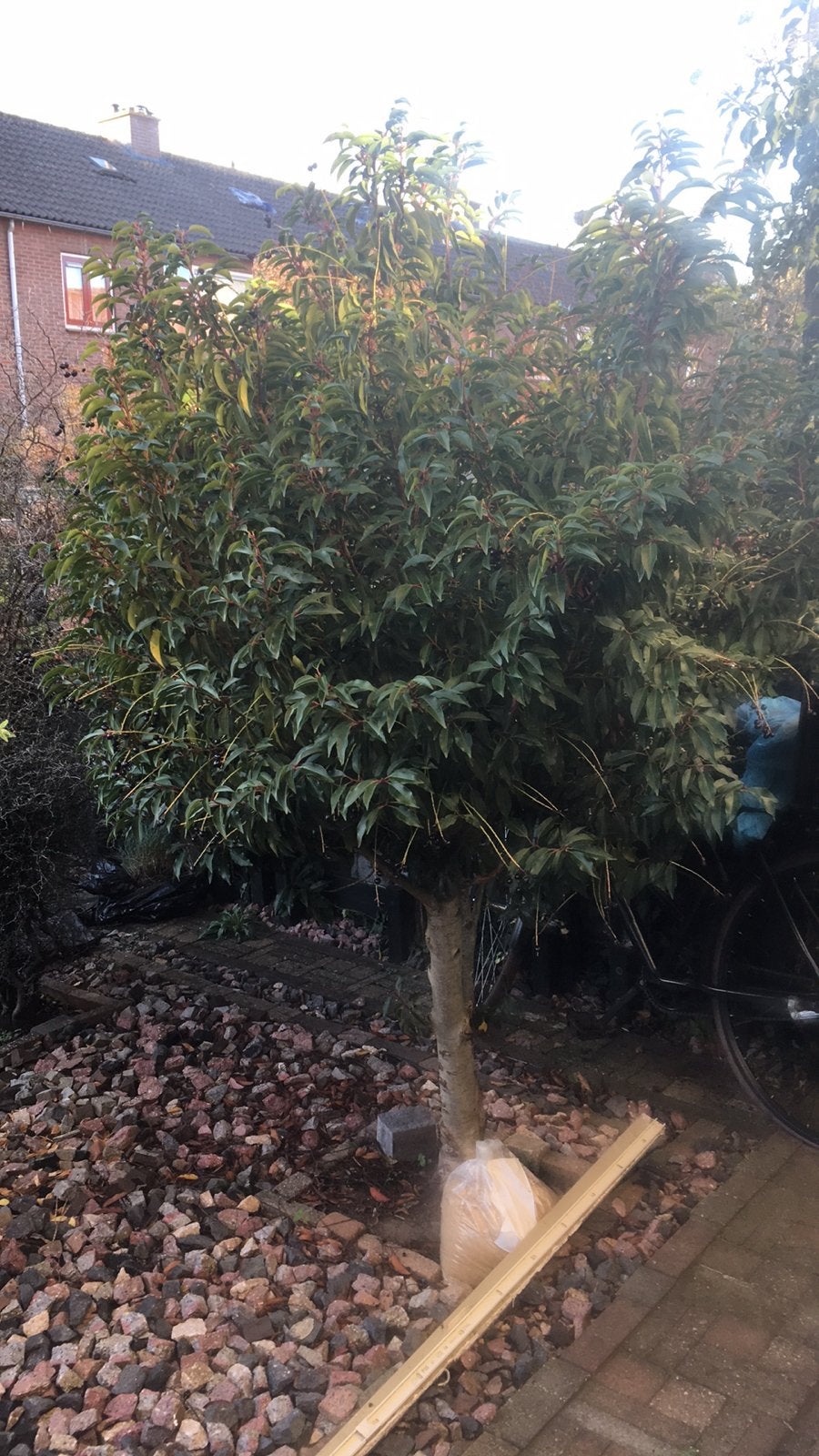Tuin Boompje, Tuin en Terras, Ophalen of Verzenden, Volle zon, Overige soorten, Minder dan 100 cm