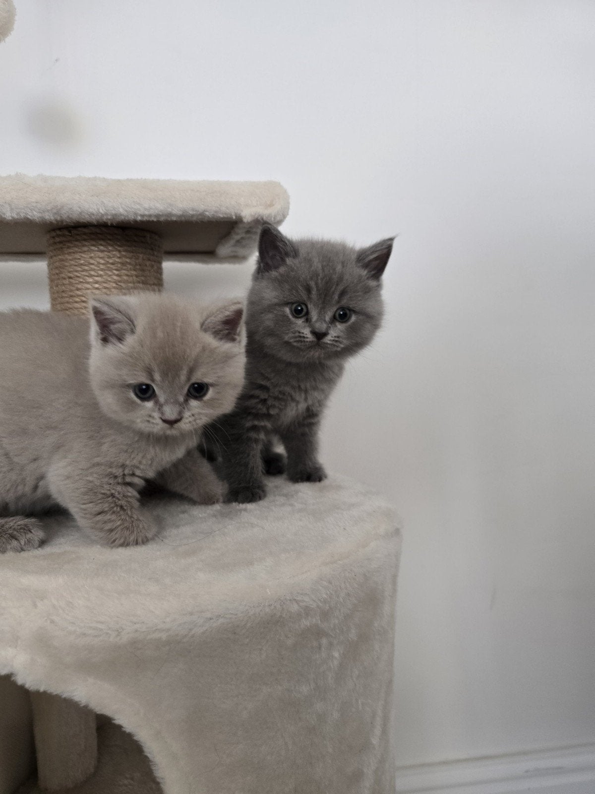 Britse kittens, Meerdere dieren