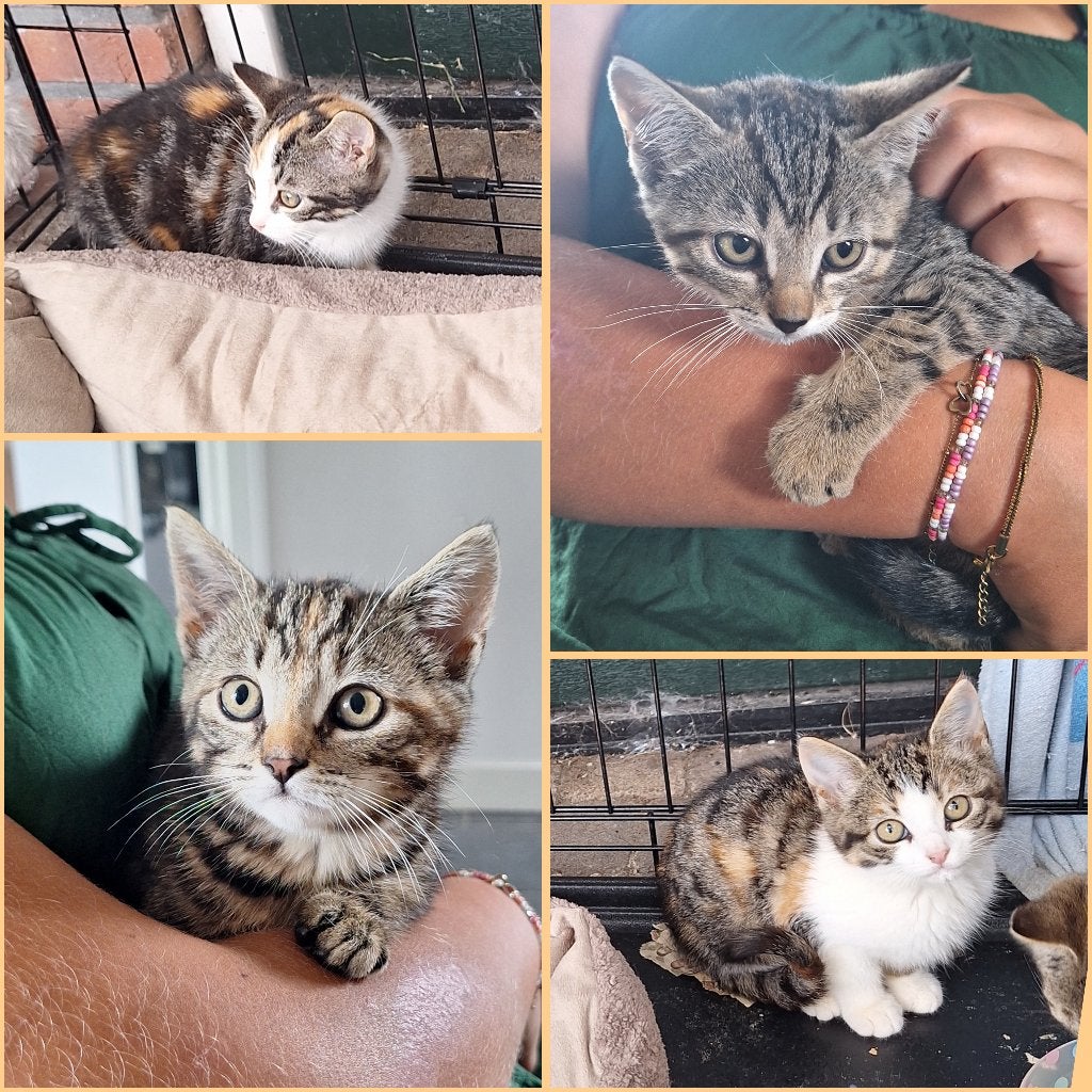 Boerderij kittens, Meerdere dieren, Kortharig, 0 tot 2 jaar